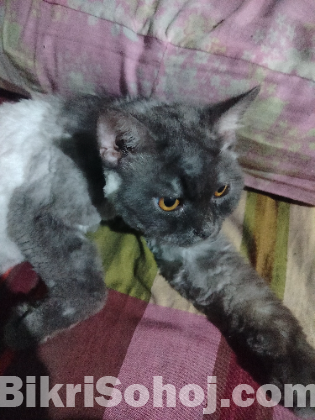 পার্শিয়াল বিড়াল